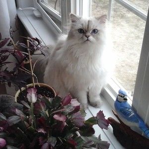 Meet your Posher, Linda